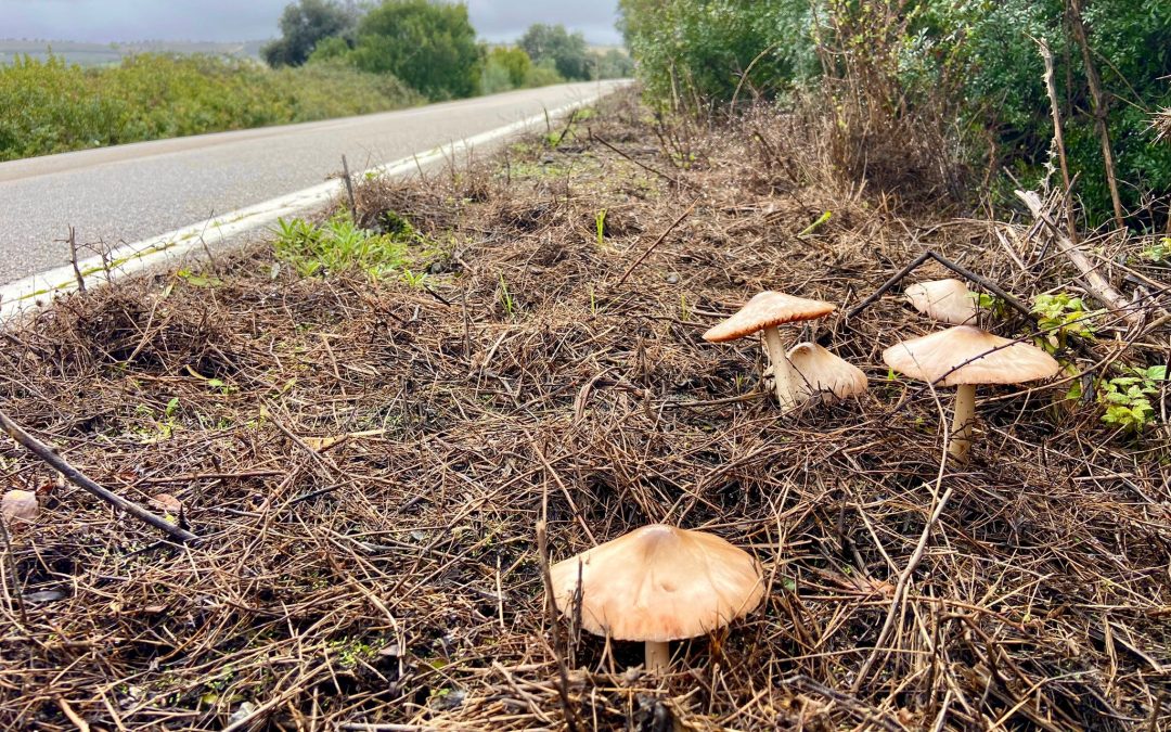 Modo Avion Miguel Angel Rincón
