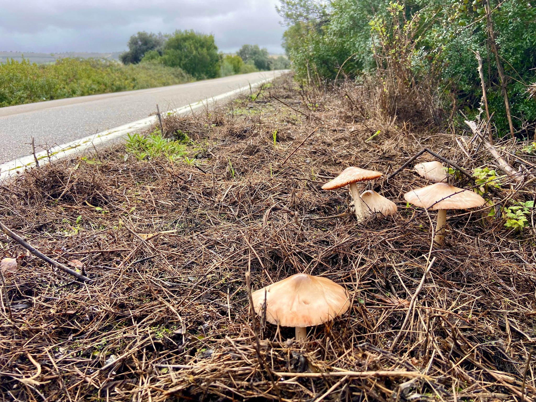 Modo Avion Miguel Angel Rincón