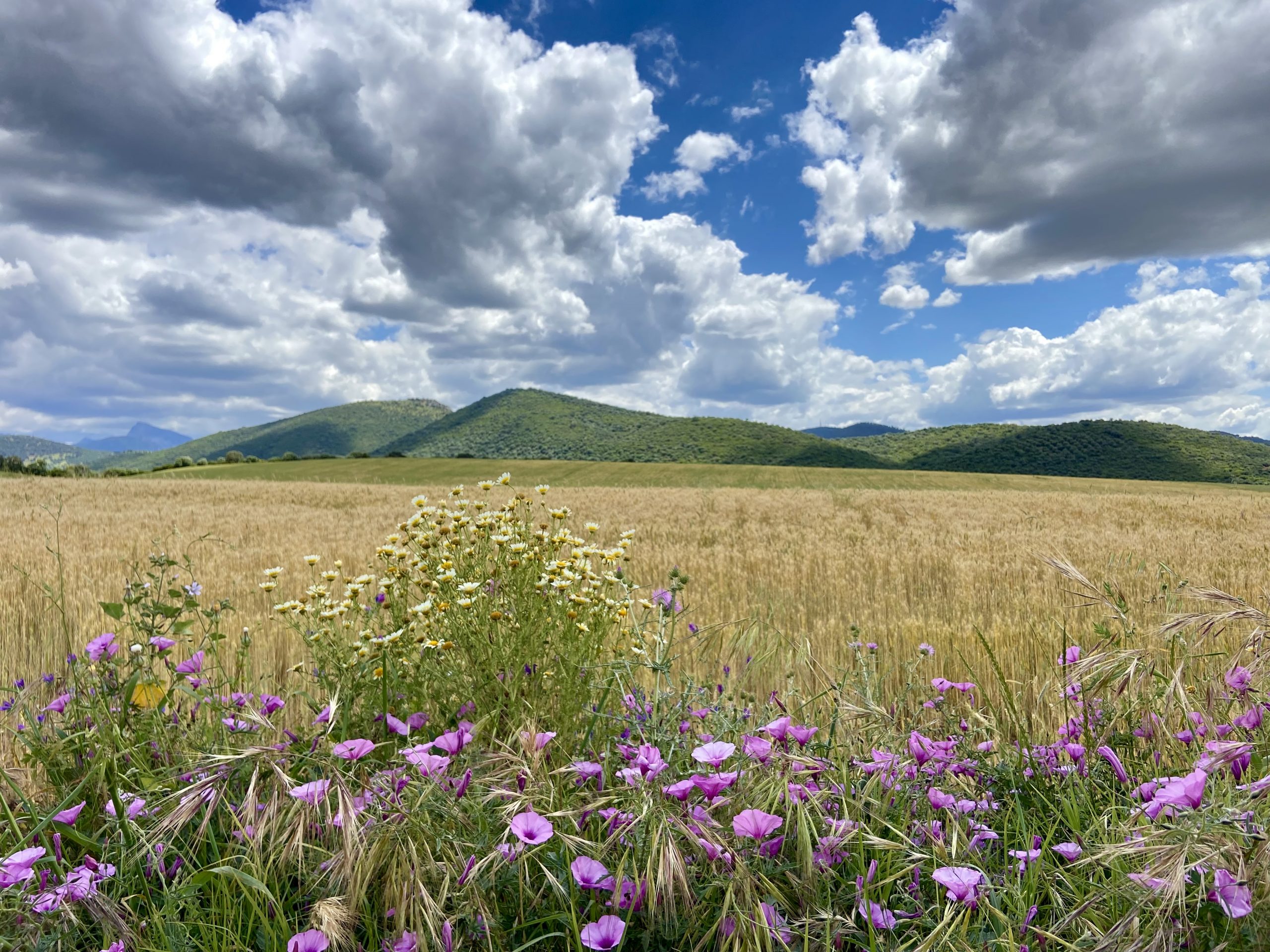 La primavera